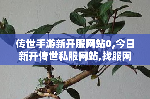 传世手游新开服网站0,今日新开传世私服网站,找服网sf,今日新开传世私服网站