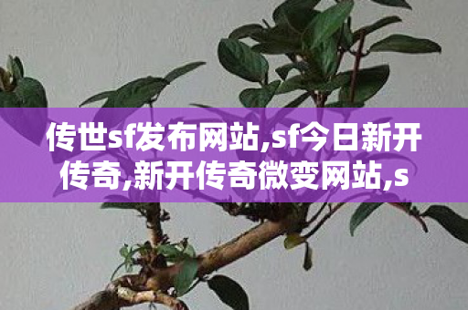 传世sf发布网站,sf今日新开传奇,新开传奇微变网站,sf今日新开传奇