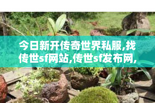 今日新开传奇世界私服,找传世sf网站,传世sf发布网,找传世sf网站