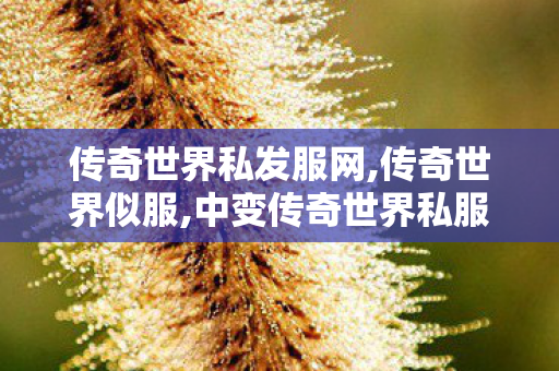 传奇世界私发服网,传奇世界似服,中变传奇世界私服,传奇世界似服