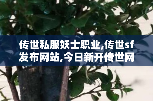 传世私服妖士职业,传世sf发布网站,今日新开传世网,传世sf发布网站