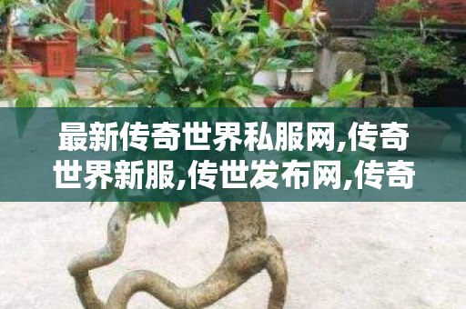 最新传奇世界私服网,传奇世界新服,传世发布网,传奇世界新服