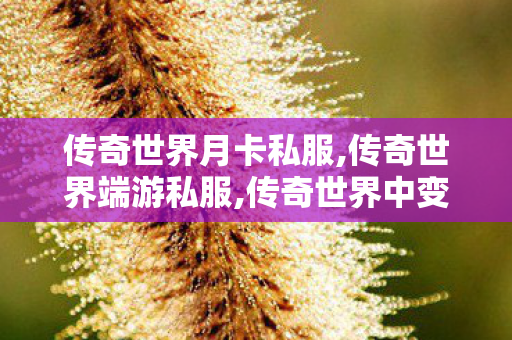 传奇世界月卡私服,传奇世界端游私服,传奇世界中变,传奇世界端游私服
