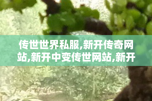 传世世界私服,新开传奇网站,新开中变传世网站,新开传奇网站