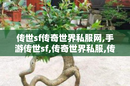 传世sf传奇世界私服网,手游传世sf,传奇世界私服,传世私服网,手游传世sf