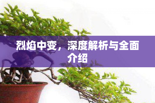 烈焰中变，深度解析与全面介绍