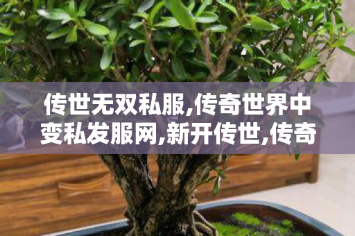 传世无双私服,传奇世界中变私发服网,新开传世,传奇世界中变私发服网