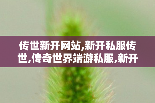 传世新开网站,新开私服传世,传奇世界端游私服,新开私服传世