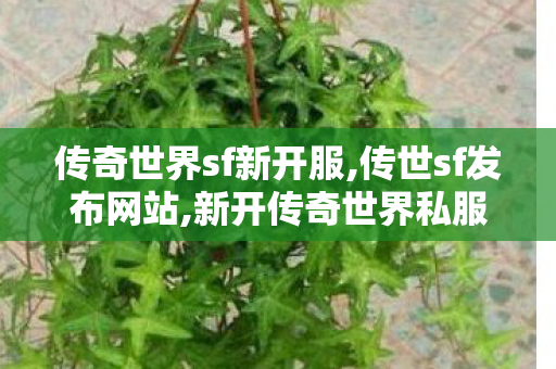 传奇世界sf新开服,传世sf发布网站,新开传奇世界私服发布,传世sf发布网站