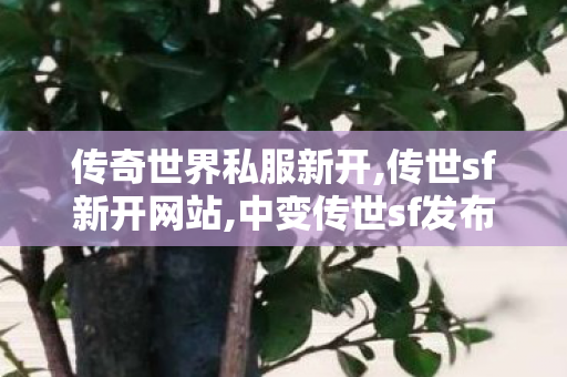 传奇世界私服新开,传世sf新开网站,中变传世sf发布网站,传世sf新开网站