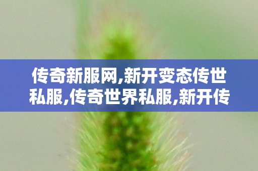 传奇新服网,新开变态传世私服,传奇世界私服,新开传世sf网,新开变态传世私服