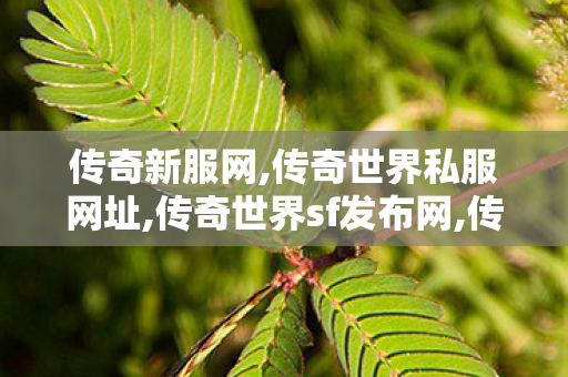 传奇新服网,传奇世界私服网址,传奇世界sf发布网,传奇世界私服网址