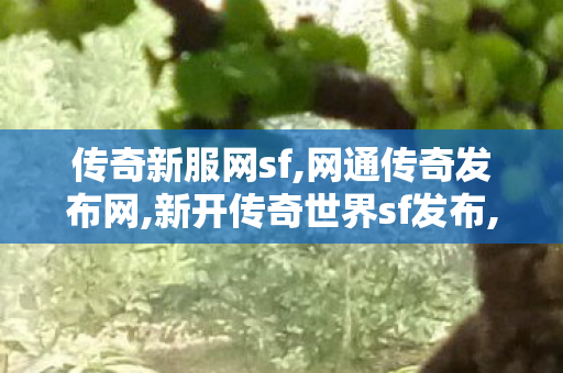传奇新服网sf,网通传奇发布网,新开传奇世界sf发布,网通传奇发布网