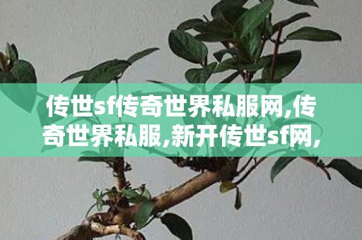 传世sf传奇世界私服网,传奇世界私服,新开传世sf网,传世网站发布网,传奇世界私服,新开传世sf网