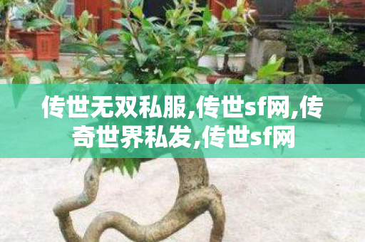 传世无双私服,传世sf网,传奇世界私发,传世sf网