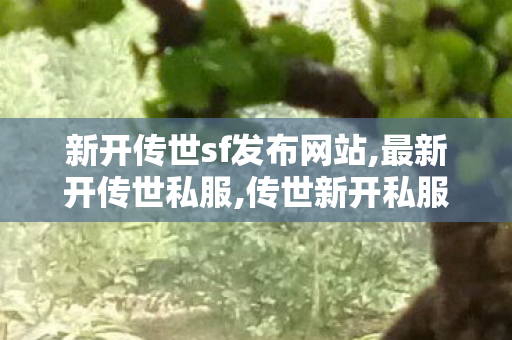 新开传世sf发布网站,最新开传世私服,传世新开私服,最新开传世私服