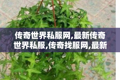 传奇世界私服网,最新传奇世界私服,传奇找服网,最新传奇世界私服