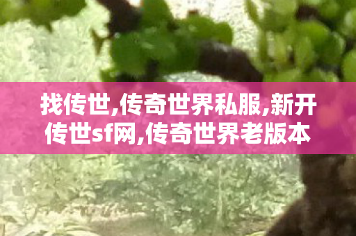 找传世,传奇世界私服,新开传世sf网,传奇世界老版本客户端下载,传奇世界私服,新开传世sf网