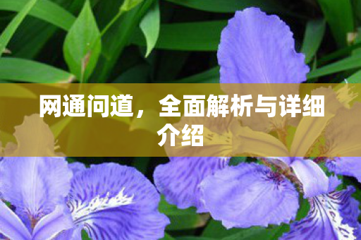 网通问道，全面解析与详细介绍