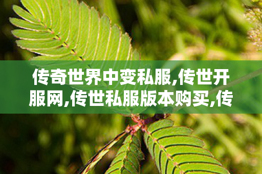 传奇世界中变私服,传世开服网,传世私服版本购买,传世开服网