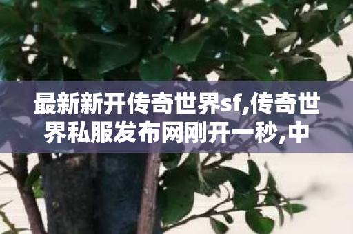 最新新开传奇世界sf,传奇世界私服发布网刚开一秒,中变传奇网站新开网,传奇世界私服发布网刚开一秒