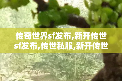 传奇世界sf发布,新开传世sf发布,传世私服,新开传世sf发布