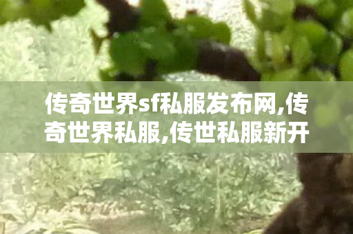 传奇世界sf私服发布网,传奇世界私服,传世私服新开,找传世私服最新开传世sf网,传奇世界私服,传世私服新开