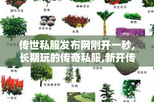 传世私服发布网刚开一秒,长期玩的传奇私服,新开传奇世界发布网,长期玩的传奇私服