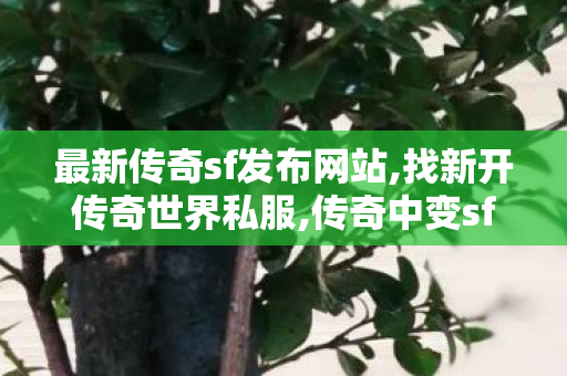 最新传奇sf发布网站,找新开传奇世界私服,传奇中变sf发布网,找新开传奇世界私服
