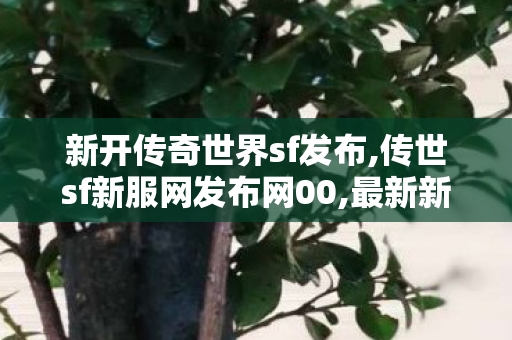 新开传奇世界sf发布,传世sf新服网发布网00,最新新开传奇世界sf,传世sf新服网发布网00