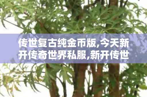 传世复古纯金币版,今天新开传奇世界私服,新开传世sf发布,今天新开传奇世界私服