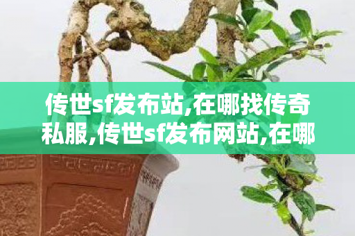 传世sf发布站,在哪找传奇私服,传世sf发布网站,在哪找传奇私服