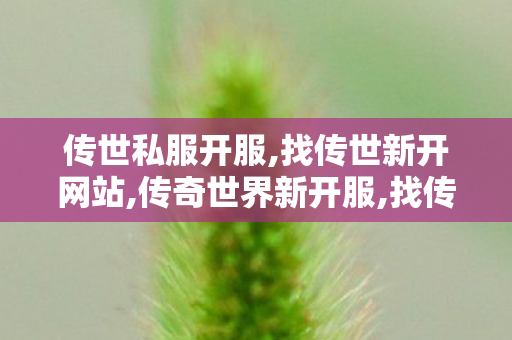 传世私服开服,找传世新开网站,传奇世界新开服,找传世新开网站