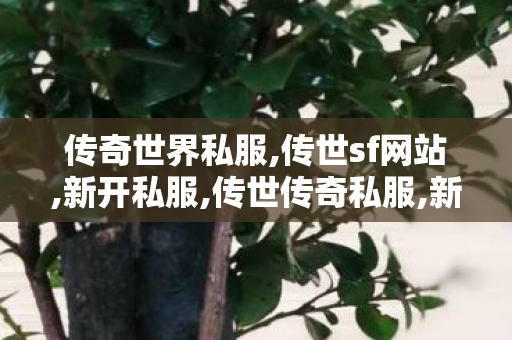 传奇世界私服,传世sf网站,新开私服,传世传奇私服,新开私服