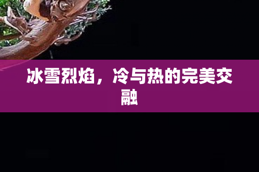 冰雪烈焰，冷与热的完美交融