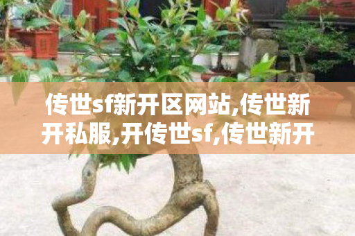 传世sf新开区网站,传世新开私服,开传世sf,传世新开私服