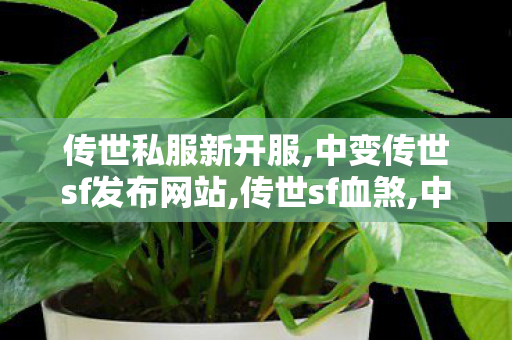 传世私服新开服,中变传世sf发布网站,传世sf血煞,中变传世sf发布网站