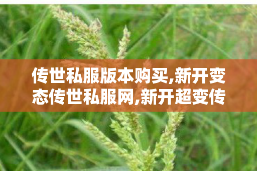 传世私服版本购买,新开变态传世私服网,新开超变传世私服,新开变态传世私服网