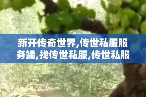 新开传奇世界,传世私服服务端,找传世私服,传世私服服务端