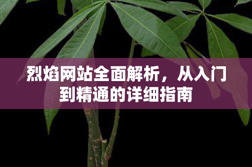 烈焰网站全面解析，从入门到精通的详细指南