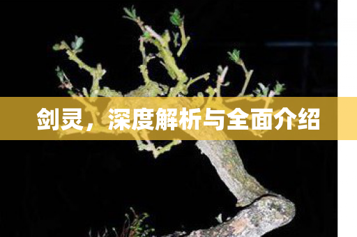 剑灵，深度解析与全面介绍