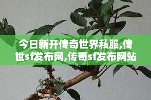 今日新开传奇世界私服,传世sf发布网,传奇sf发布网站,传世sf发布网