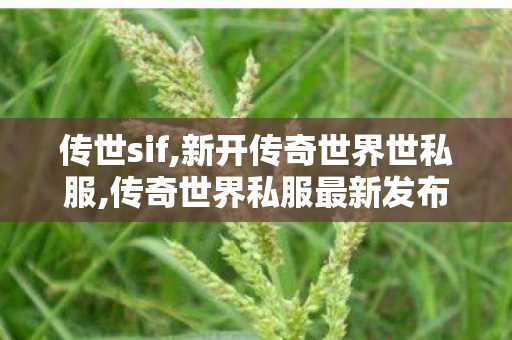 传世sif,新开传奇世界世私服,传奇世界私服最新发布网,新开传奇世界世私服