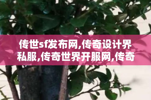 传世sf发布网,传奇设计界私服,传奇世界开服网,传奇设计界私服