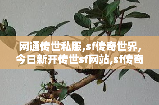 网通传世私服,sf传奇世界,今日新开传世sf网站,sf传奇世界