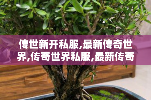 传世新开私服,最新传奇世界,传奇世界私服,最新传奇世界