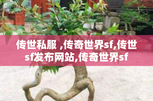 传世私服 ,传奇世界sf,传世sf发布网站,传奇世界sf