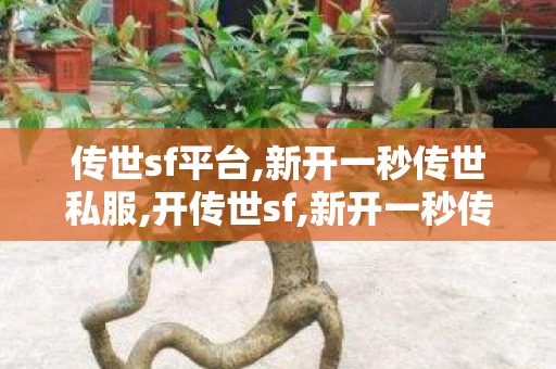 传世sf平台,新开一秒传世私服,开传世sf,新开一秒传世私服