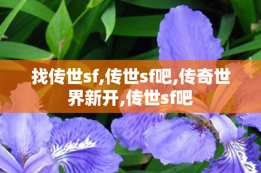 找传世sf,传世sf吧,传奇世界新开,传世sf吧