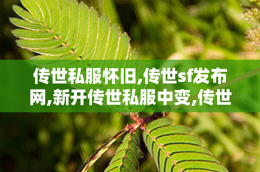 传世私服怀旧,传世sf发布网,新开传世私服中变,传世sf发布网